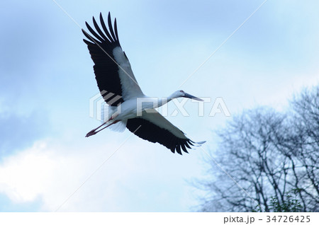 コウノトリ コウノトリ 34726425