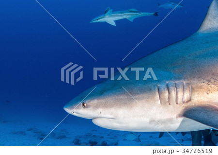 bull shark while ready to attack while feeding bull shark while ready to attack while feeding 34726519