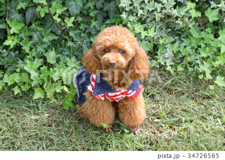 トイプードル トイプードル 34726565