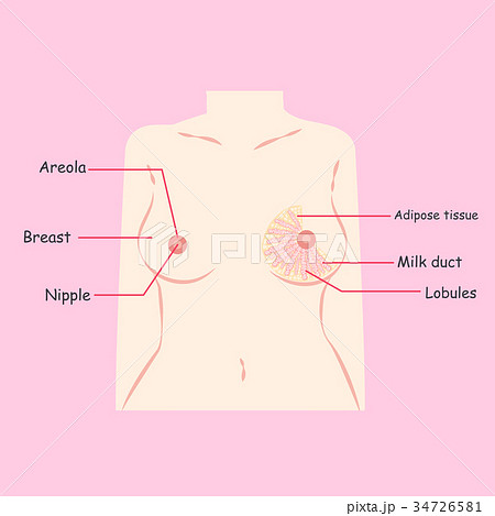 cartoon breast structure - Stock Illustration [34726581] - PIXTA