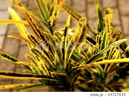 t観葉植物　黄色緑混じり　05 34727035