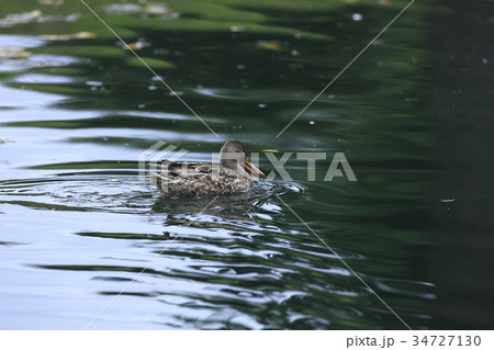 ハシビロガモ ハシビロガモ 34727130