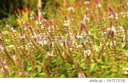 アフリカンブルーバジル 34727258