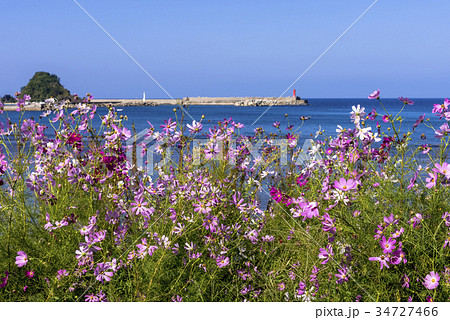 コスモス咲く能登半島の秋 34727466
