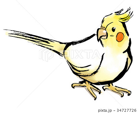 筆描き オカメインコのイラスト素材