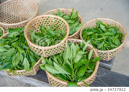 かごに入った新茶の葉　摘み取られたお茶の新芽 34727922