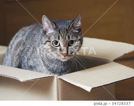 ダンボールに 入った仔猫 ダンボールに 入った仔猫 34728337
