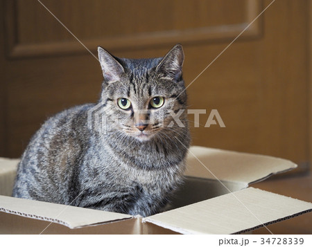 ダンボールに 入った仔猫 ダンボールに 入った仔猫 34728339