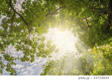 Sunlight in trees Sunlight in trees 34728694