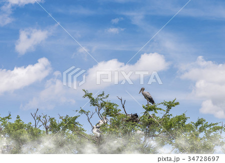 White bird on tree with blue sky, cloud and fog White bird on tree with blue sky, cloud and fog 34728697