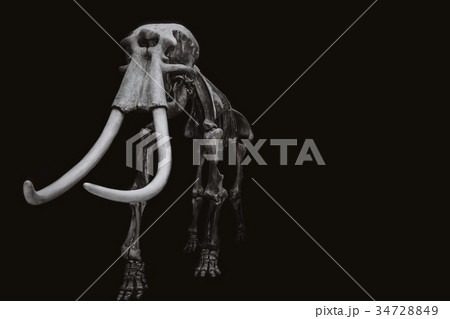 The mammoth skeleton on a black background. 34728849