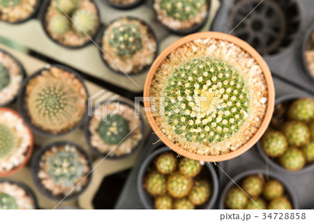 Home and garden decoration with cactus. Home and garden decoration with cactus. 34728858