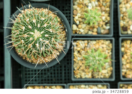 Home and garden decoration with cactus. Home and garden decoration with cactus. 34728859