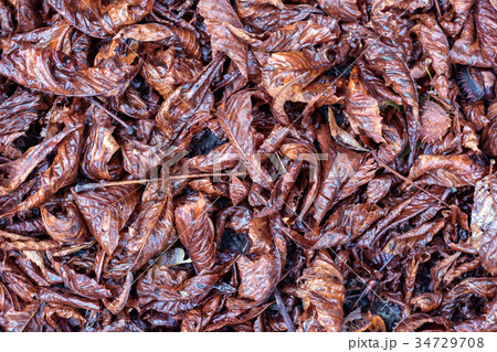 Dry wet leaves on the floor background. Dry wet leaves on the floor background. 34729708