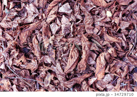 Dry leaves on the floor background. 34729710