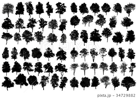 Collection Of Silhouette Of tree Isolated On White Collection Of Silhouette Of tree Isolated On White 34729882