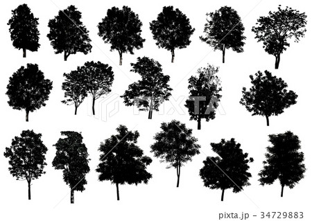 Collection Of Silhouette Of tree Isolated On White Collection Of Silhouette Of tree Isolated On White 34729883