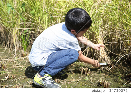 稲を刈る子供 稲を刈る子供 34730072