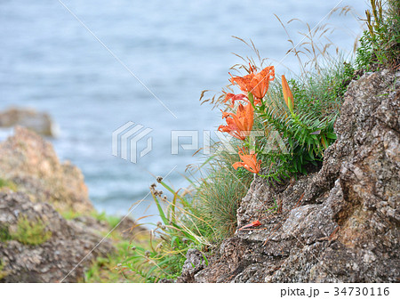 岩百合-188008 34730116