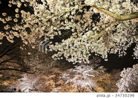 京都府立植物園の夜桜 34730296