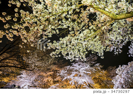 京都府立植物園の夜桜 34730297