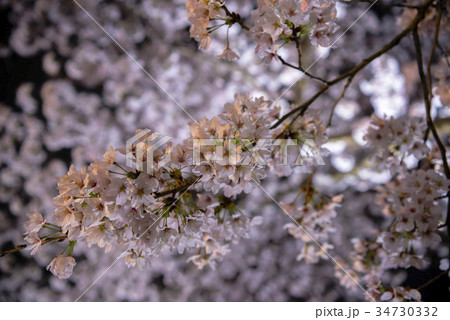 京都府立植物園の夜桜 34730332