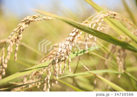 収穫した稲穂 収穫した稲穂 34730566