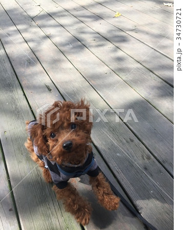 さまよう 迷う かわいい 34730721