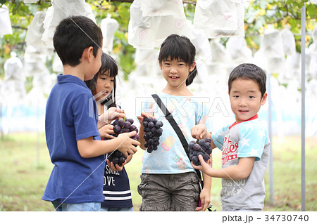 ぶどう狩りを楽しむ子供 34730740