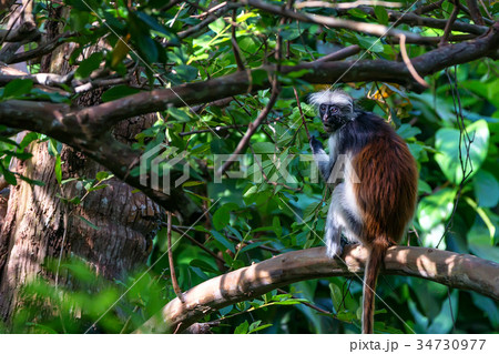 Zanzibar red colobus or Procolobus kirkii 34730977