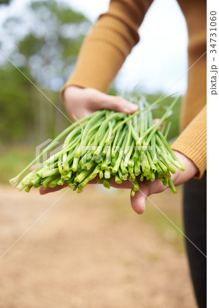 Harvested leek 34731060