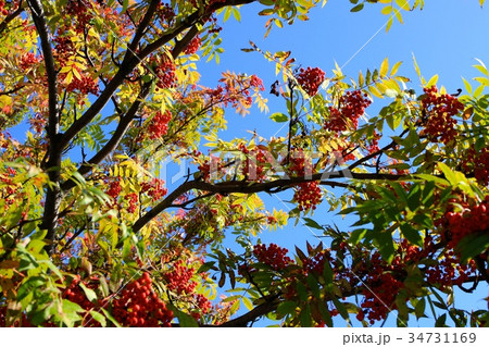 ナナカマドと秋の空 34731169