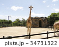 Giraffe in Sydney 34731322