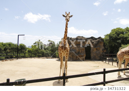 Giraffe in Sydney 34731322