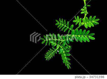 small caltrops leaves isolated on black background small caltrops leaves isolated on black background 34731396