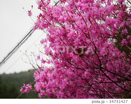 山に咲く花 山に咲く花 34731427
