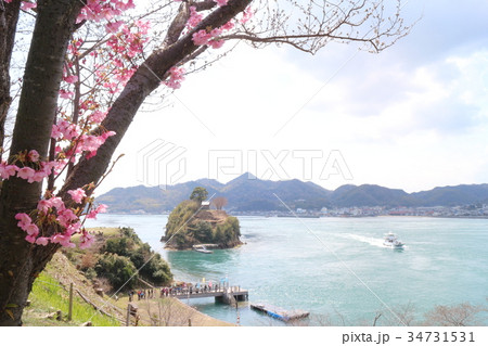 能島城のサクラ 能島城のサクラ 34731531