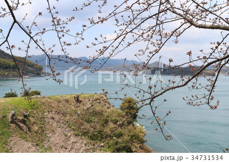 能島城のサクラ 34731534