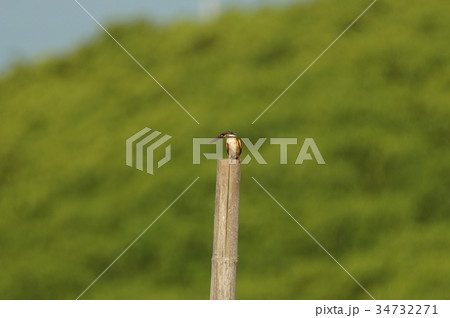 カワセミ 翡翠 川蝉 34732271