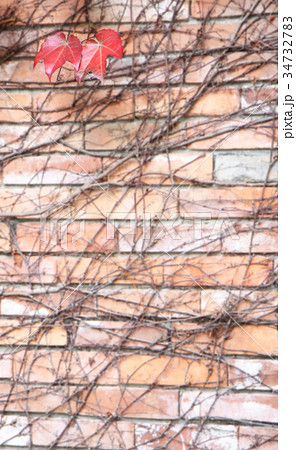 蔦 左上に赤い葉2枚 ぼかし有 縦位置 蔦 左上に赤い葉2枚 ぼかし有 縦位置 34732783