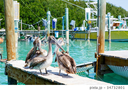 Big brown pelicans in Islamorada, Florida Keys Big brown pelicans in Islamorada, Florida Keys 34732801