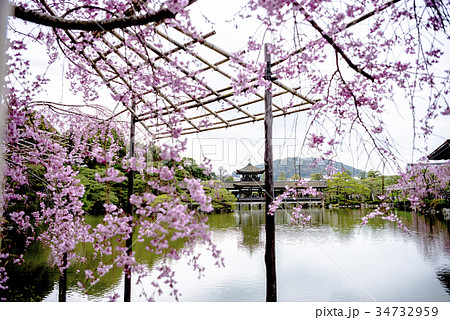 平安神宮の桜 34732959