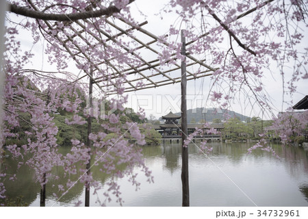 平安神宮の桜 34732961