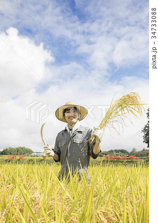 稲刈りイメージ 34733088