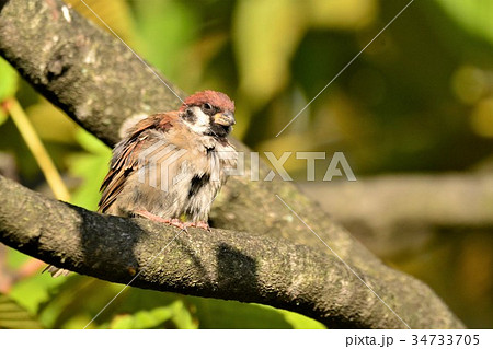 信夫山下のスズメ 34733705