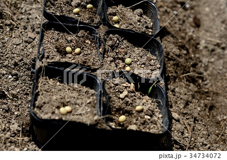 種まき 種まき 34734072