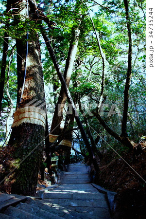 雲見 浅間神社 参道・石段 & 夫婦松 ( 西伊豆・雲見神社 ) 静岡県 賀茂郡 雲見 雲見 浅間神社 参道・石段 & 夫婦松 ( 西伊豆・雲見神社 ) 静岡県 賀茂郡 雲見 34735244
