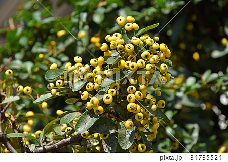 ピラカンサ 34735524