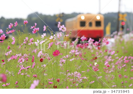 秋桜と小湊鉄道 秋桜と小湊鉄道 34735945