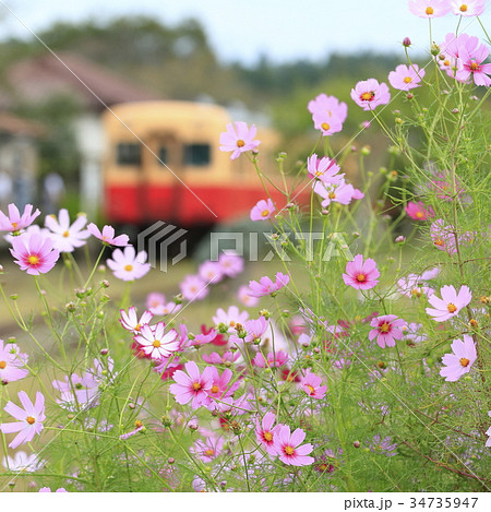 秋桜と小湊鉄道 34735947